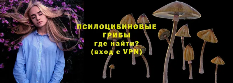 сколько стоит  Кострома  blacksprut как войти  Псилоцибиновые грибы Psilocybine cubensis 